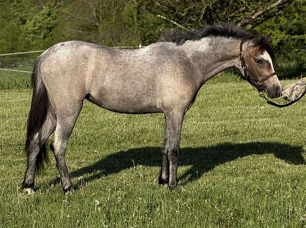 welsh-pony-filly