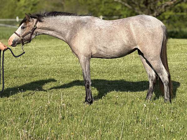 welsh-pony-for-sale
