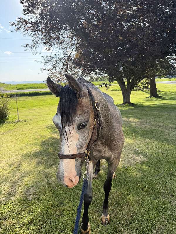 welsh-pony