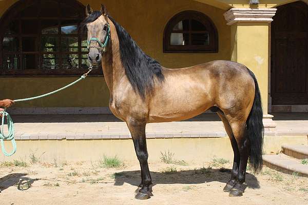 alto-andalusian-horse