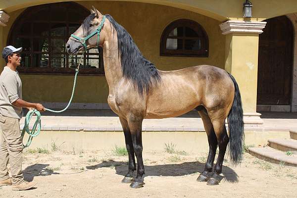 alto-horse