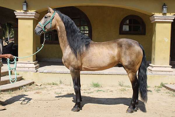 alto-stallion