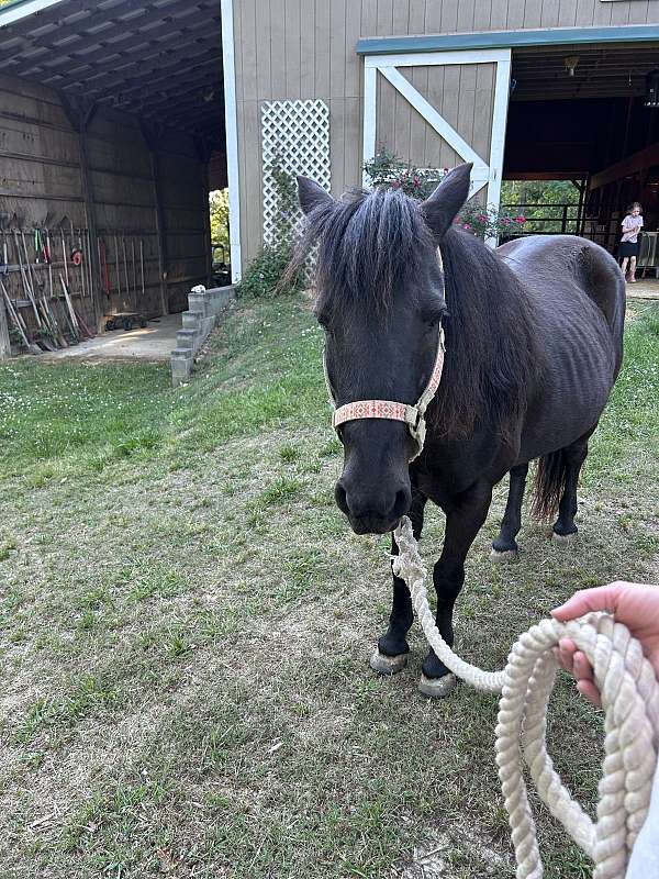 pony-for-sale