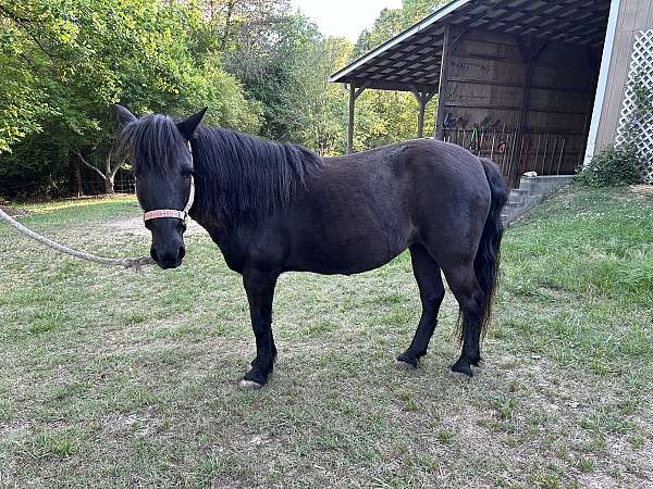 pony-mare