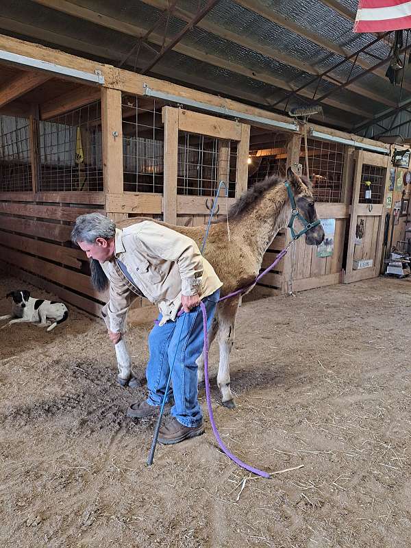 10-hand-missouri-fox-trotter-colt