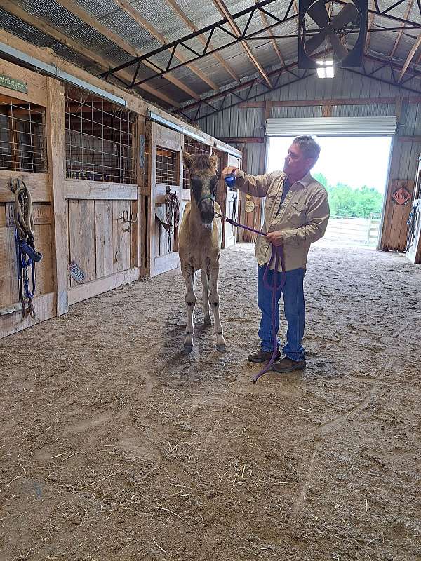 gaited-halter-colt-foal