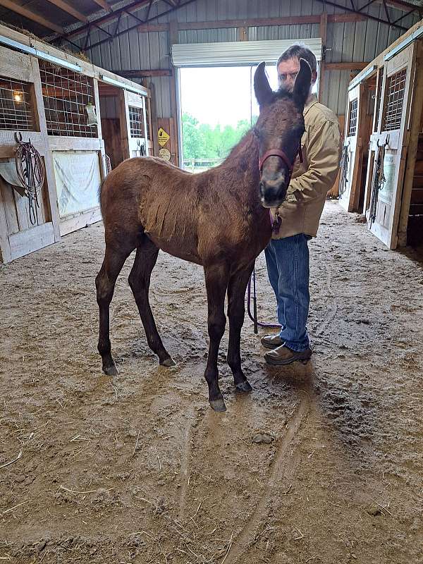 grey-missouri-fox-trotter-colt