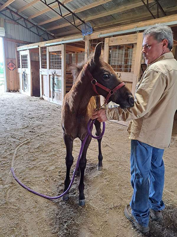 grey-mfthba-colt