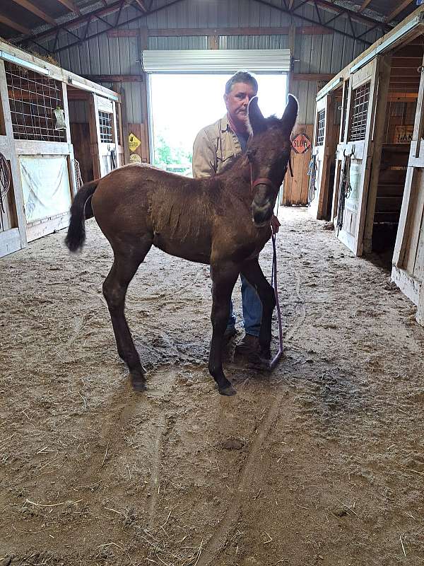 11-hand-missouri-fox-trotter-colt