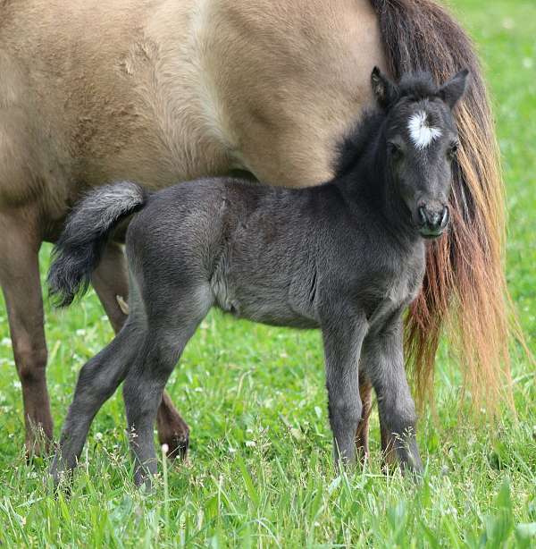 splash-white-filly