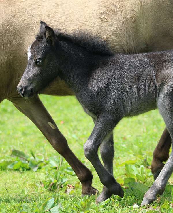 star-horse