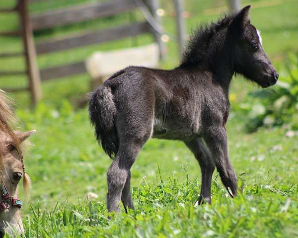 black-star-horse