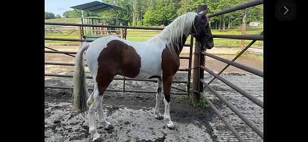 dressage-saddlebred-pony