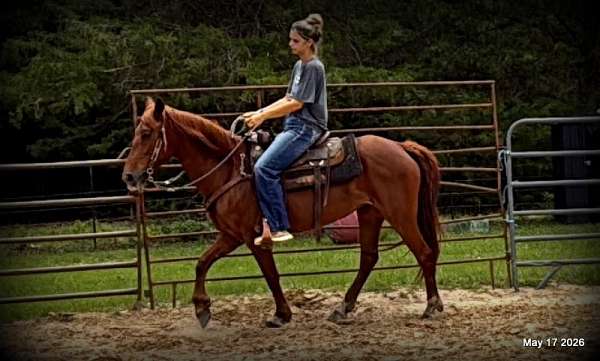 beginner-safe-paso-fino-horse