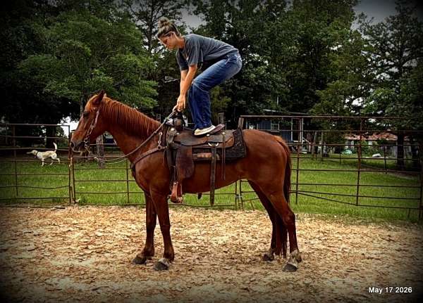 confidence-paso-fino-horse