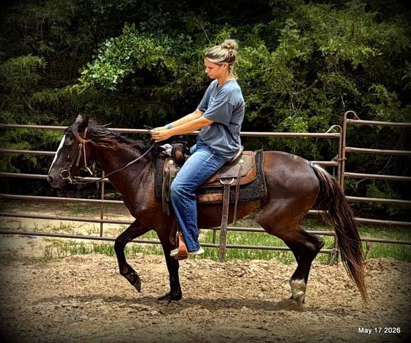 deposit-paso-fino-horse