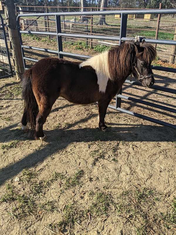 black-pinto-cutting-horse
