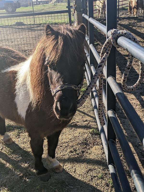black-pinto-harness-horse