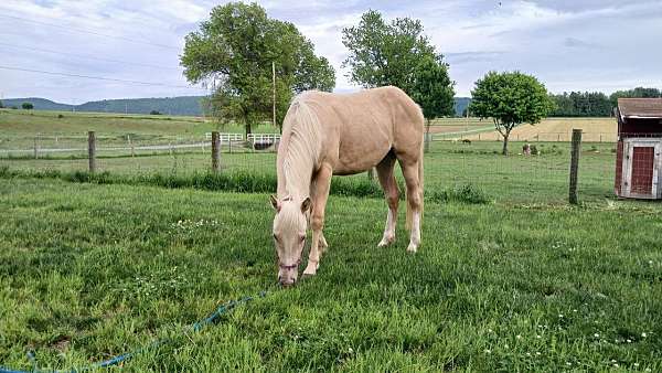 palomino-quarter-horse-gelding