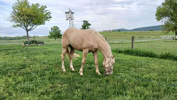 palomino-gelding-for-sale