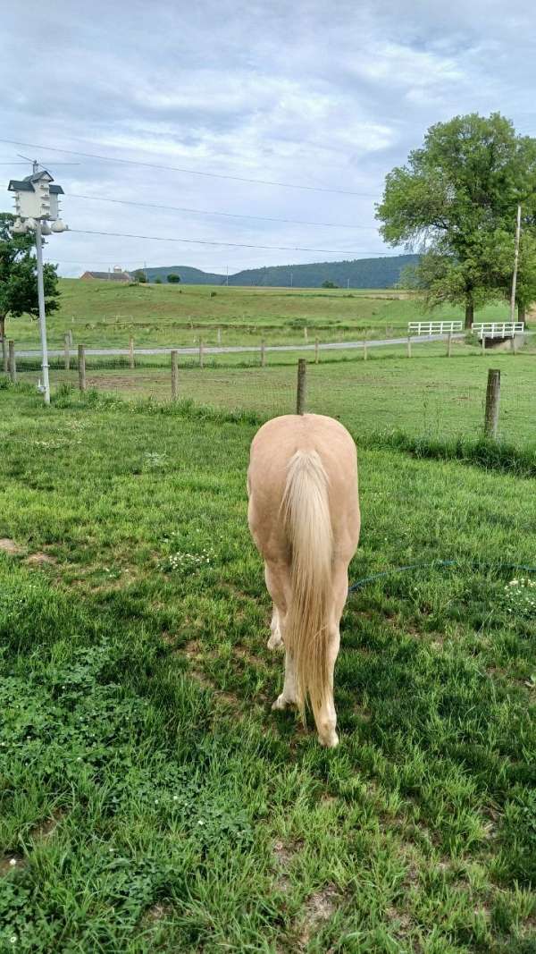 13-hand-quarter-horse-gelding