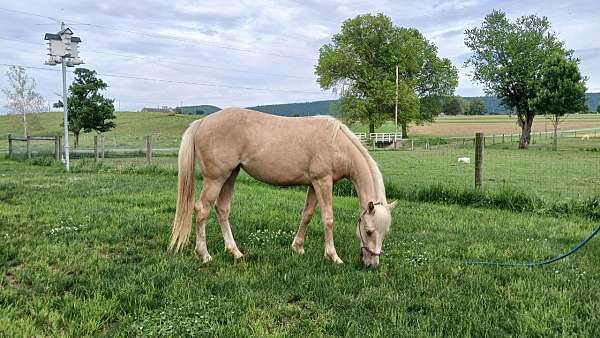 palomino-quarter-horse-for-sale