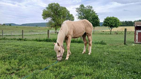 13-hand-quarter-horse