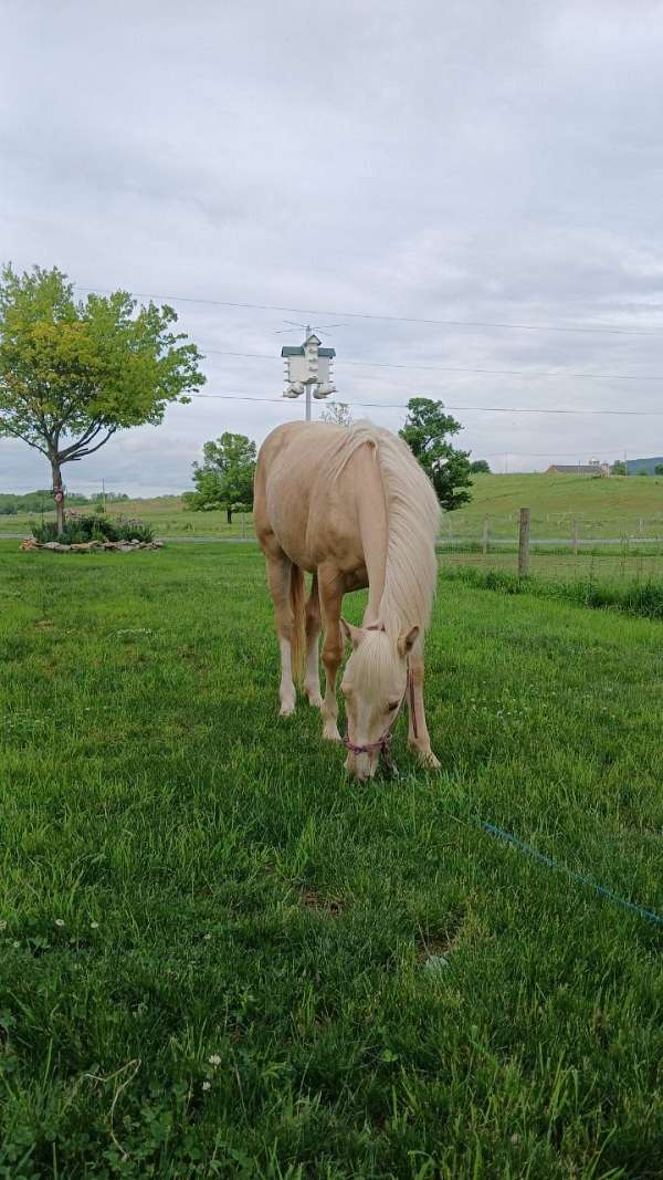 13-hand-palomino-horse