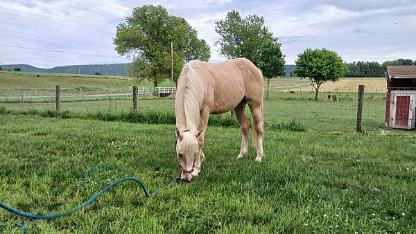 13-hand-gelding