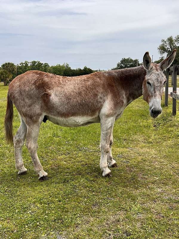 red-roan-beginner-donkey