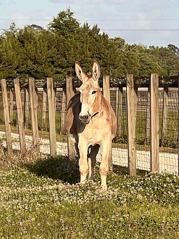 red-roan-driving-donkey