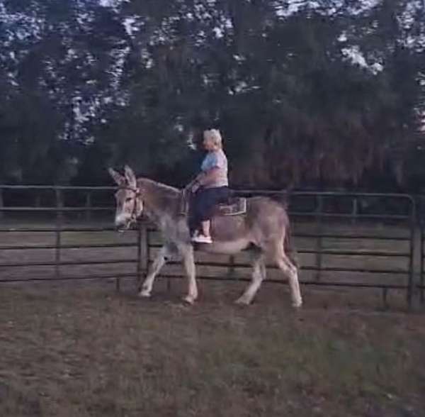 red-roan-husband-safe-donkey