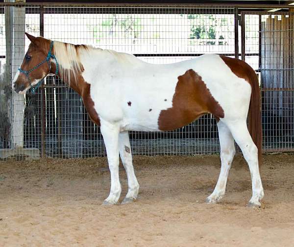 buy-paint-pony