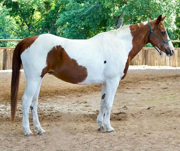 good-with-farrier-paint-pony