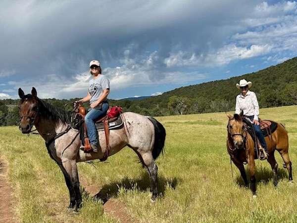 bay-roan-small-star-both-hind-anklets-horse
