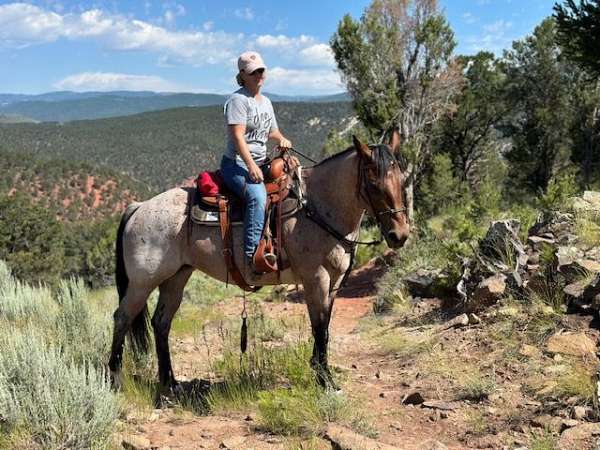 foundation-certified-quarter-horse