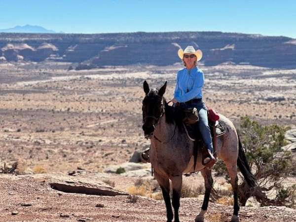 foundation-certified-horse