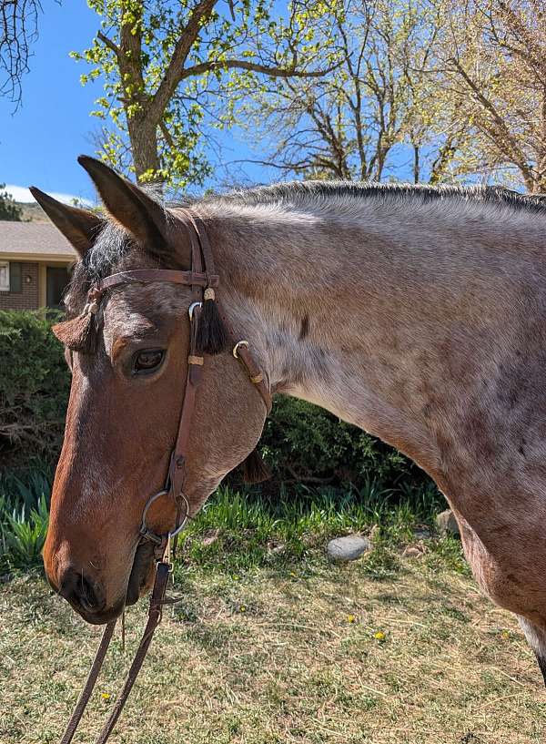 educated-mare