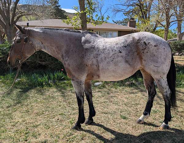 all-around-quarter-horse