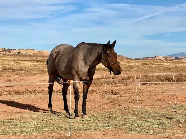 and-loads-quarter-horse