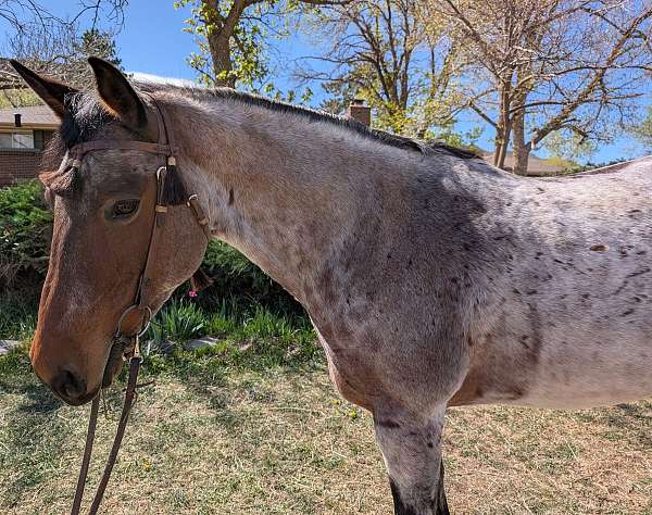 small-star-both-hind-anklets-horse