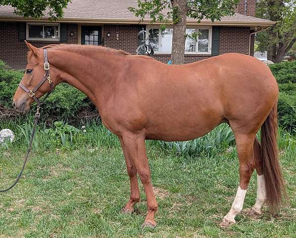 bred-westphalian-horse