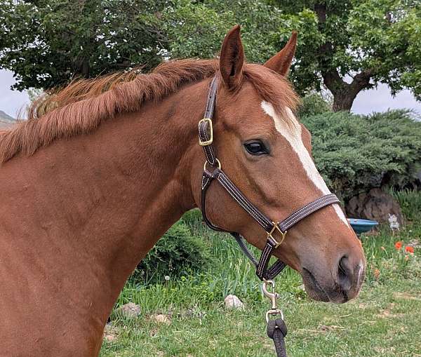 canter-westphalian-horse