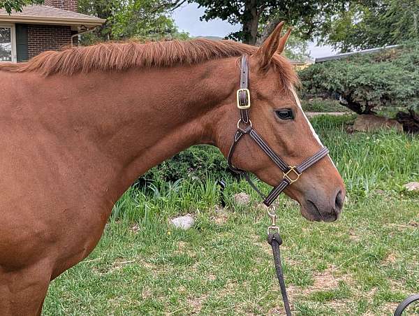 and-loads-westphalian-horse