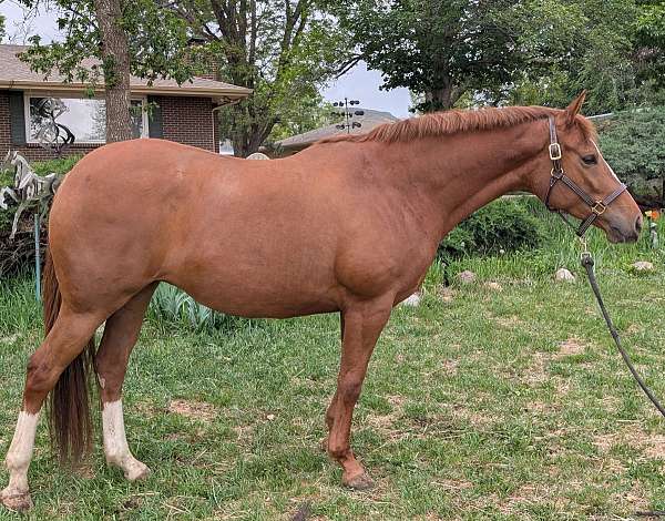 change-westphalian-horse