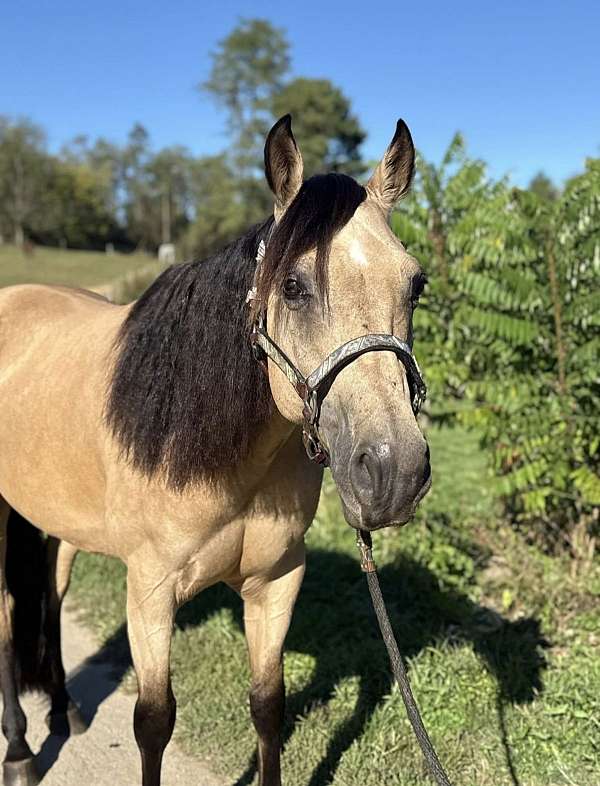 quarter-horse-gelding