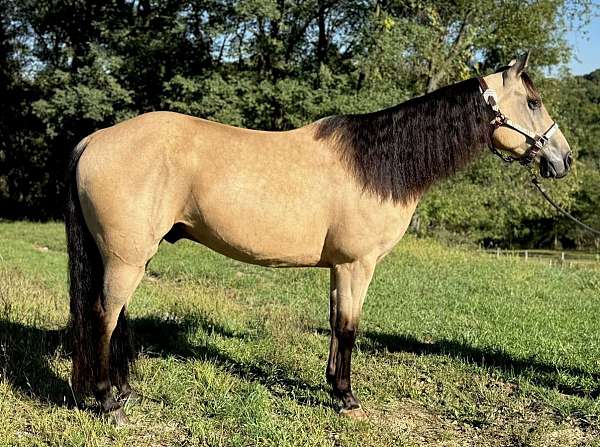 quarter-horse-for-sale
