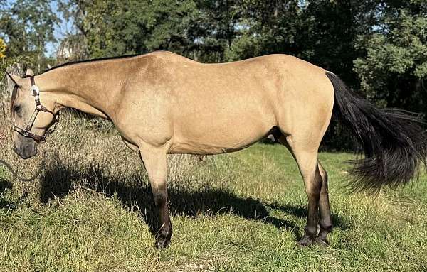 quarter-horse
