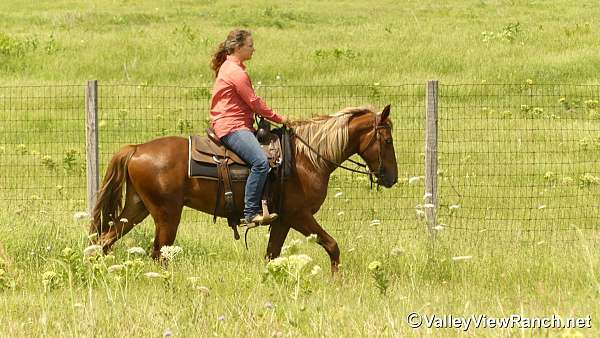 endurance-rocky-mountain-horse