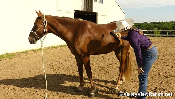 flaxen-mane-rocky-mountain-horse
